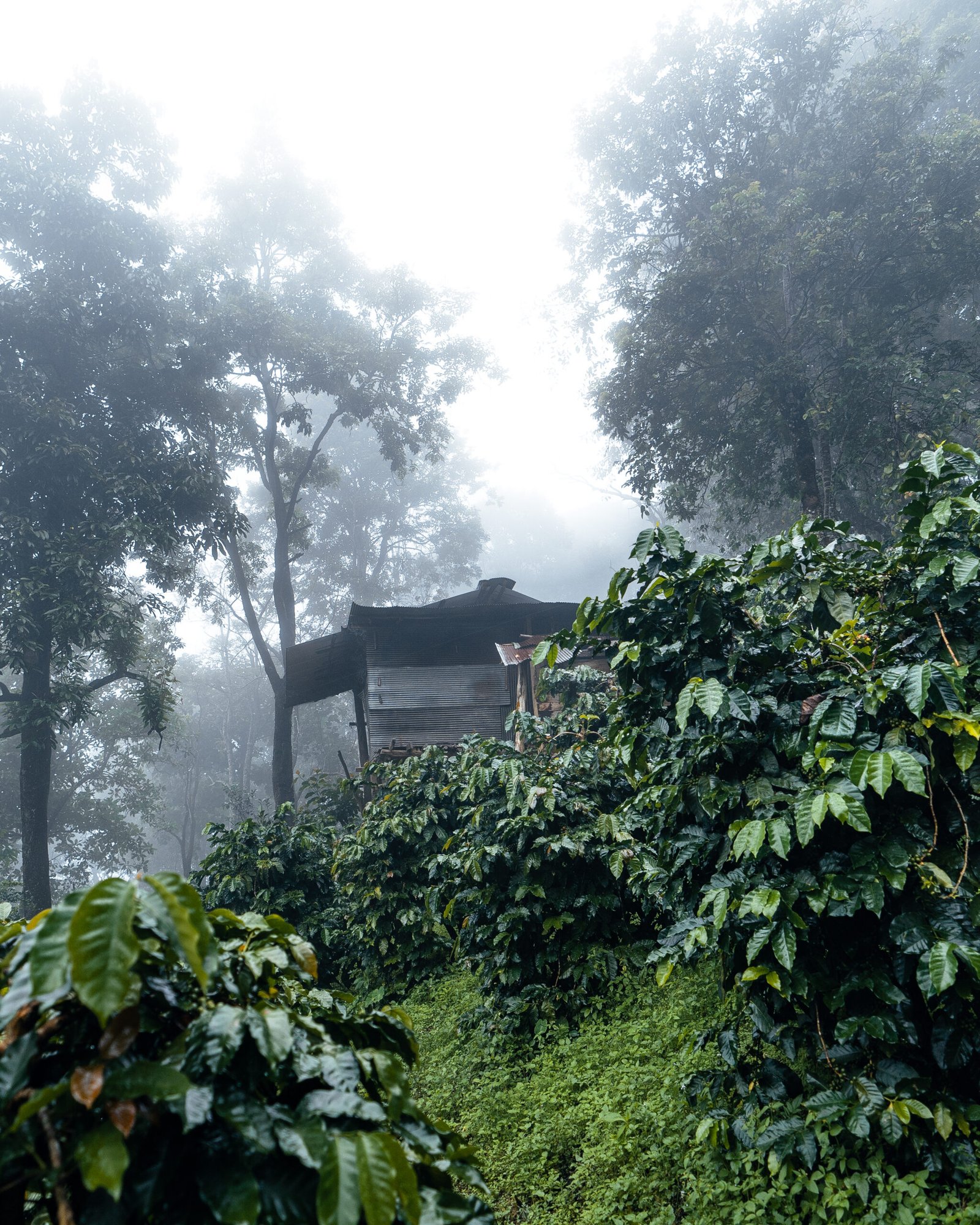 Coffee plantation in the misty forest,coffee plant and raw coffee beans