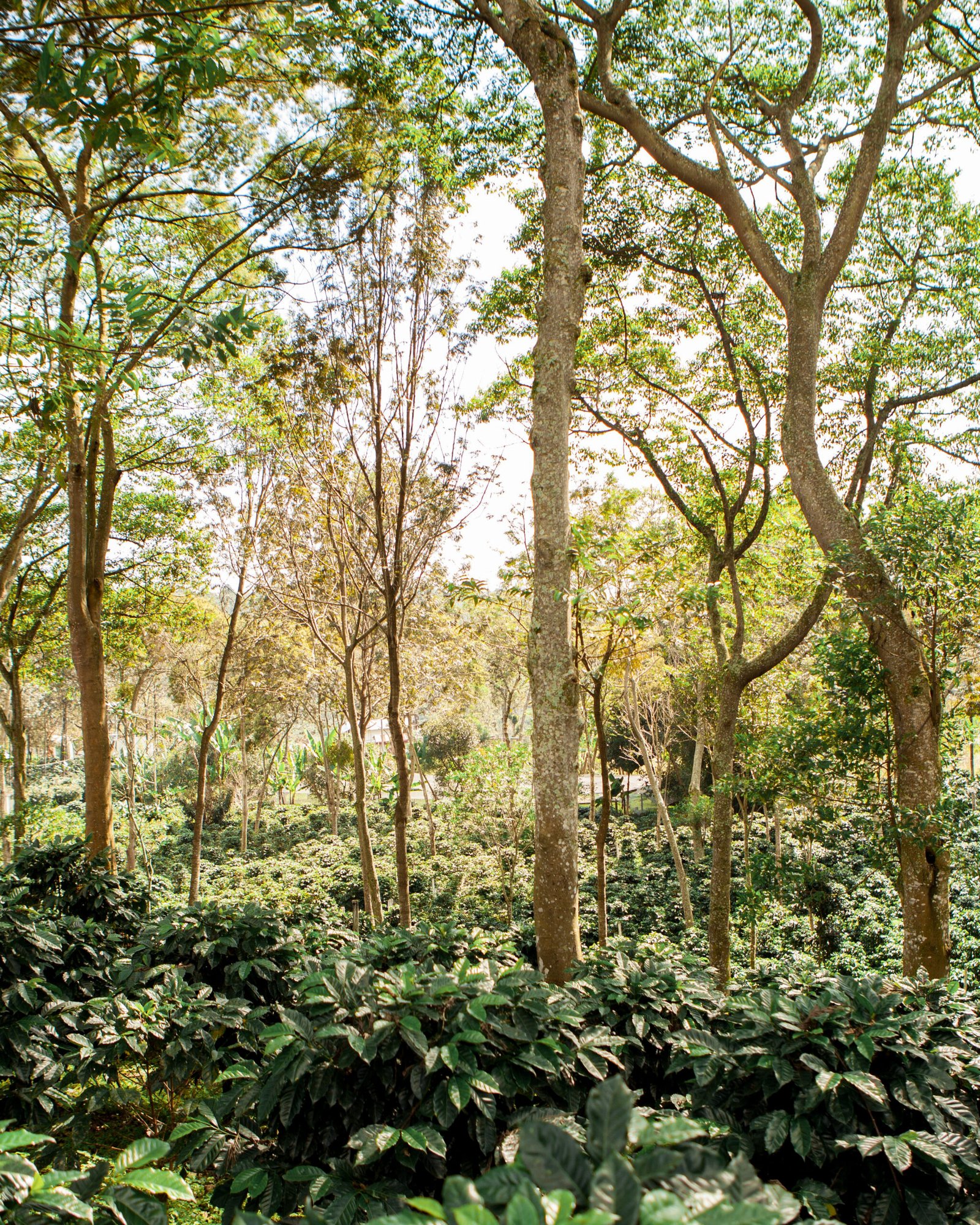 A field of coffee plants and shade trees plantation in Puebla state, Mexico