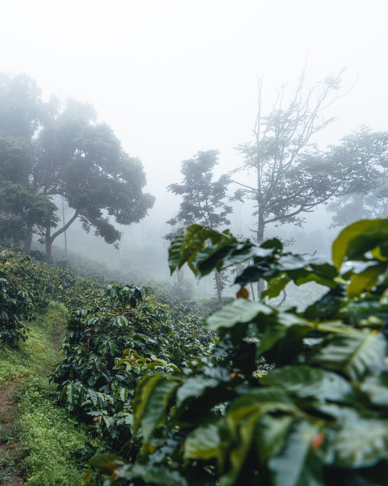 Coffee plantation in the misty forest,coffee plant and raw coffee beans